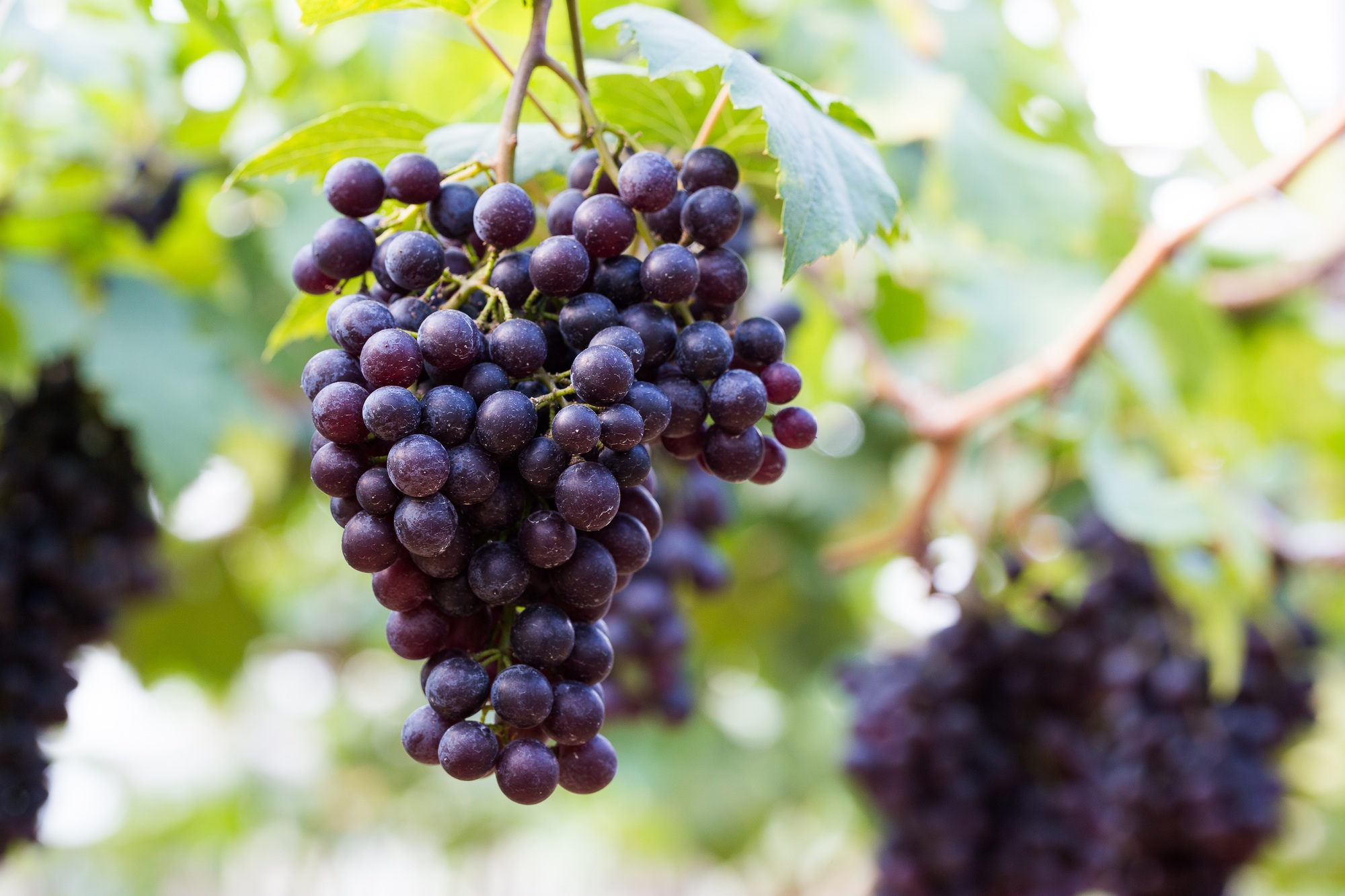 vine grapes at harvest